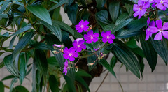 Melastomeae