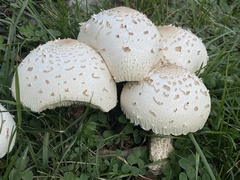 Chlorophyllum molybdites