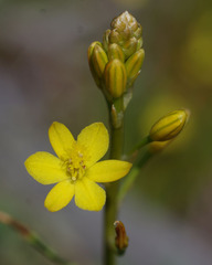 Bulbine semibarbata