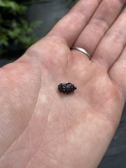 Diaprepes abbreviatus