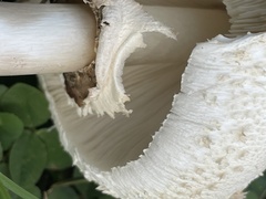 Chlorophyllum molybdites