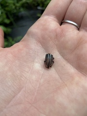 Diaprepes abbreviatus