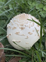 Chlorophyllum molybdites