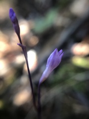 Apteria aphylla