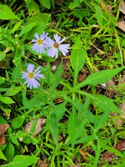 Symphyotrichum prenanthoides
