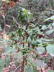 Prociphilus fraxinifolii