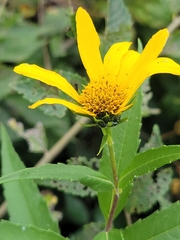 Helianthus hirsutus