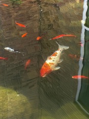 Cyprinus rubrofuscus