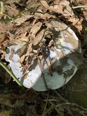 Lactarius indigo