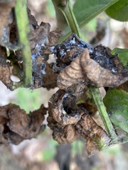 Prociphilus fraxinifolii