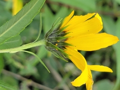 Helianthus hirsutus