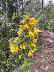 Sophora macrocarpa