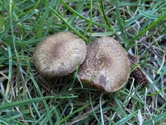 Inocybe curvipes