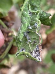 Prociphilus fraxinifolii