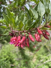 Fuchsia lycioides