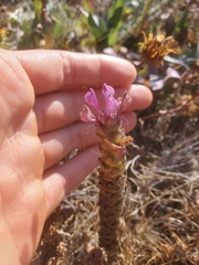 Orthocarpus bracteosus