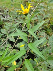 Helianthus hirsutus