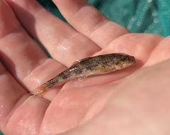 Hypentelium nigricans