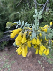 Sophora macrocarpa