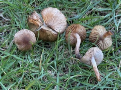 Inocybe curvipes