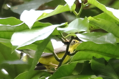 Cardellina canadensis