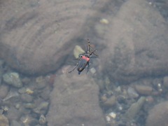 Stictoleptura canadensis