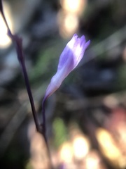 Apteria aphylla