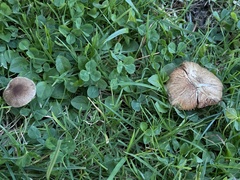Inocybe curvipes