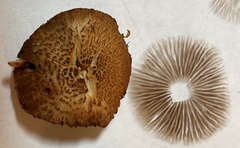 Inocybe curvipes