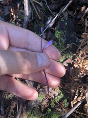 Apteria aphylla