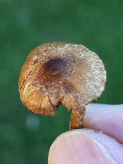 Inocybe curvipes