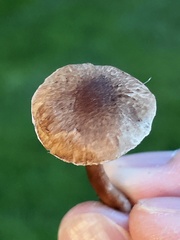Inocybe curvipes