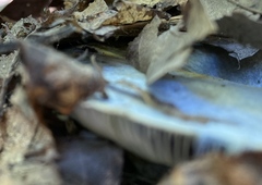 Lactarius indigo