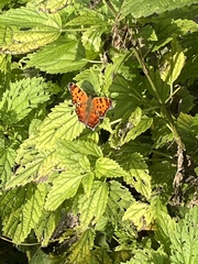 Polygonia