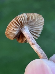 Inocybe curvipes