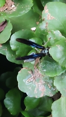 Synoeca septentrionalis