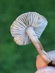 Inocybe curvipes