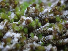 Marsupella emarginata