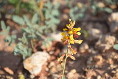 Hoffmannseggia glauca