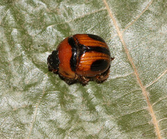 Bolbocerosoma confusum