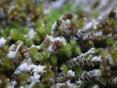 Marsupella emarginata