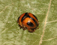 Bolbocerosoma confusum