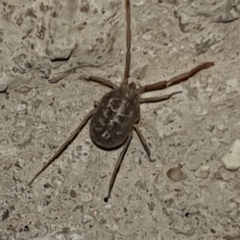 Arachnida