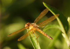 Perithemis intensa