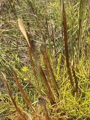 Amsonia ciliata