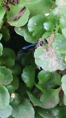 Synoeca septentrionalis