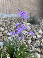 Tulbaghia violacea