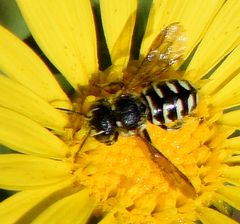 Dianthidium