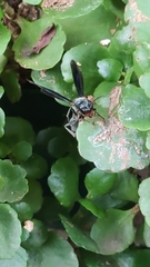 Synoeca septentrionalis