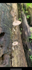 Arrhenia epichysium